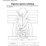 33 Label The Digestive System Worksheet Answers Labels 2021
