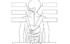 33 Label The Digestive System Worksheet Answers Labels 2021