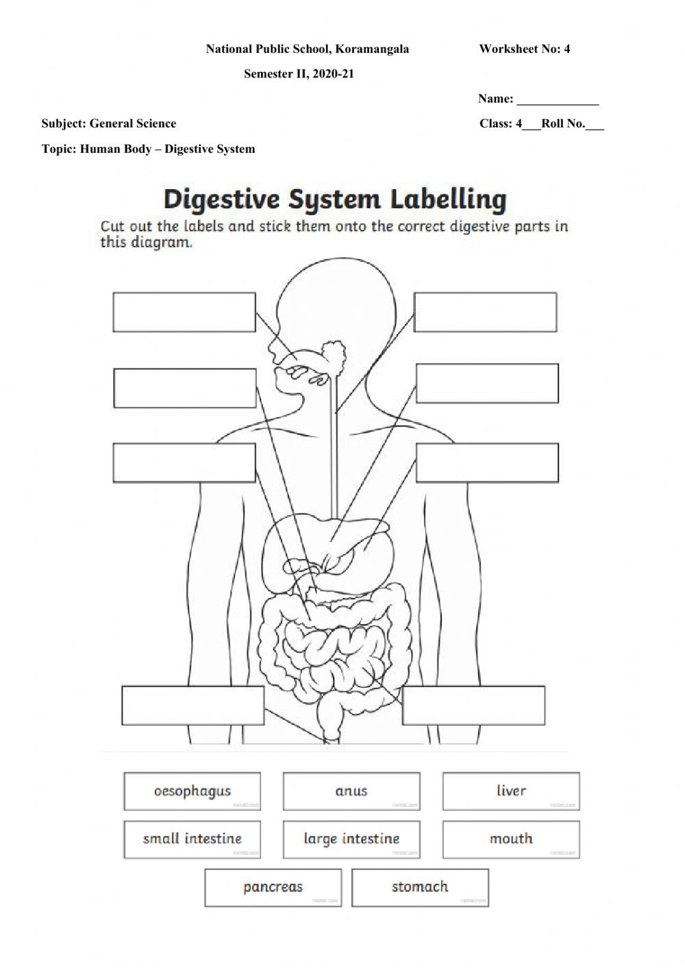 Digestive System Labeling Worksheet Adriansonfifth Digestive System Labeling Worksheet Adriansonfifth