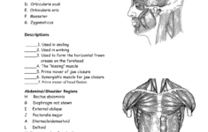 33 Label The Muscular System Worksheet Labels Design Ideas 2020
