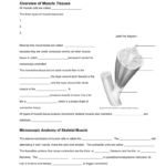 33 Types Of Tissues Worksheet Answers Worksheet Resource Plans