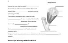 33 Types Of Tissues Worksheet Answers Worksheet Resource Plans