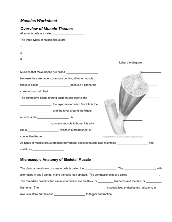 Anatomy Of Muscle Tissue Worksheet Answers