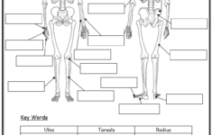 34 Blank Skeleton To Label Labels For You