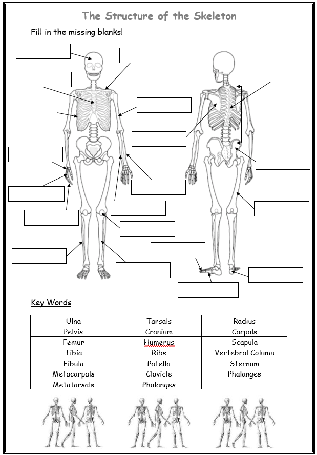 Blank Anatomy Labeling Worksheets