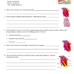 34 Medical Anatomy And Physiology Review Worksheet Worksheet Database