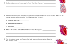 34 Medical Anatomy And Physiology Review Worksheet Worksheet Database