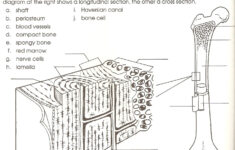 34 No Bones About It Worksheet Notutahituq Worksheet Information