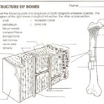 34 No Bones About It Worksheet Notutahituq Worksheet Information