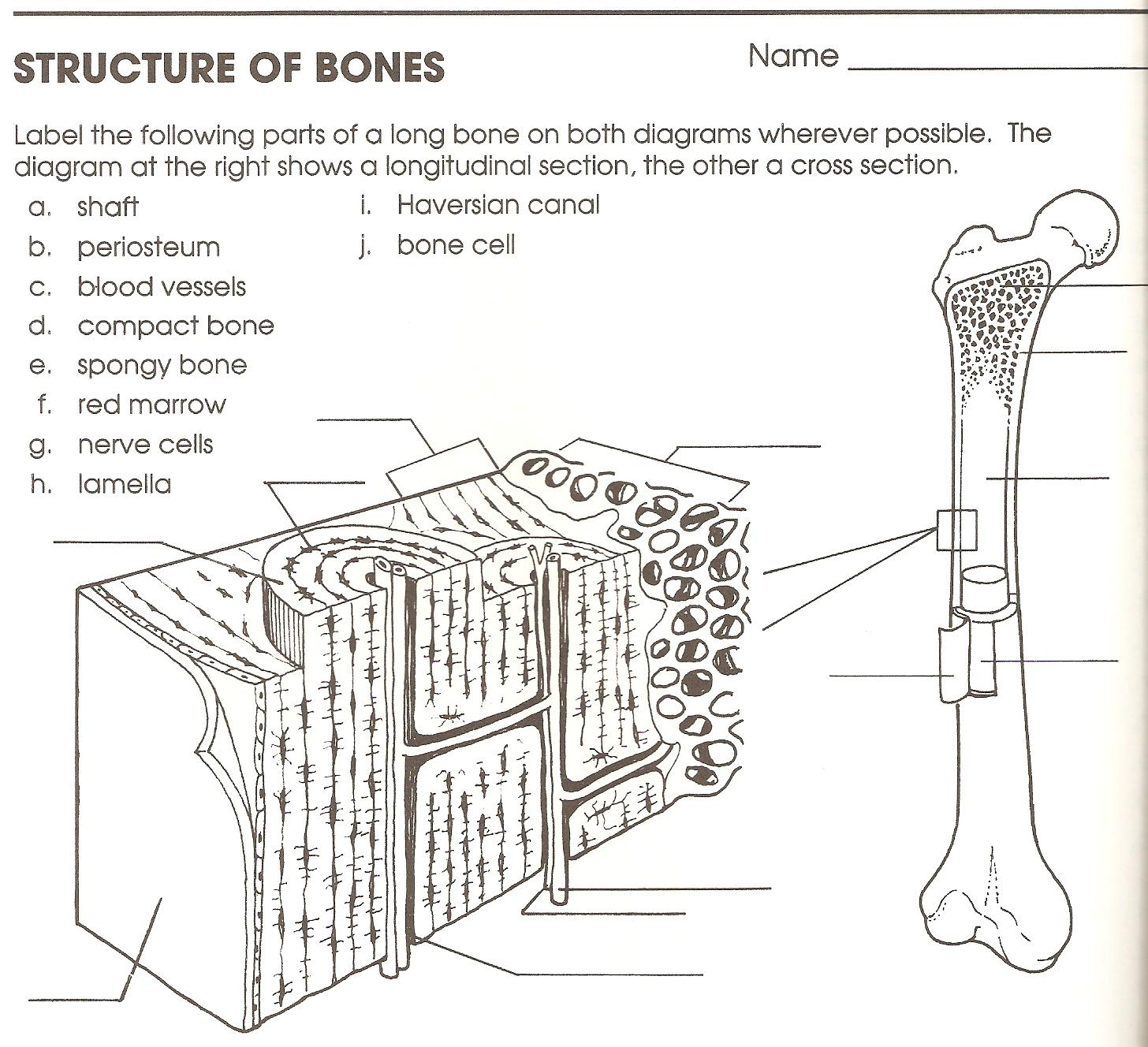 The Anatomy Of Long Bone Coloring Worksheet | Anatomy Worksheets