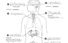 35 Hormones And The Endocrine System Worksheet Answers Worksheet