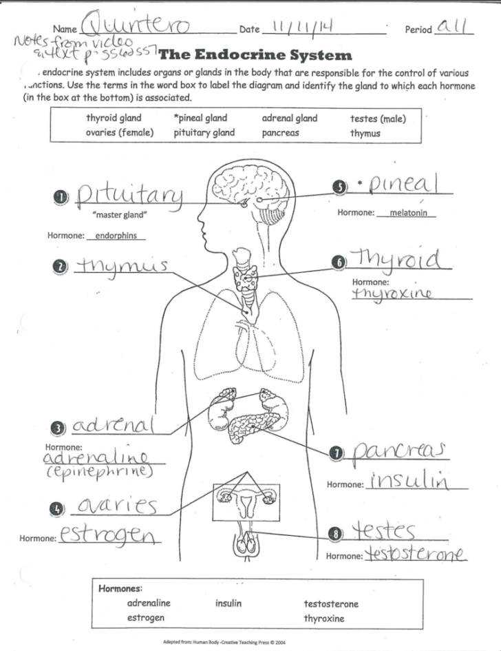 Anatomy And Physiology Endocrine System Worksheet Answers