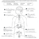 35 Hormones And The Endocrine System Worksheet Answers Worksheet
