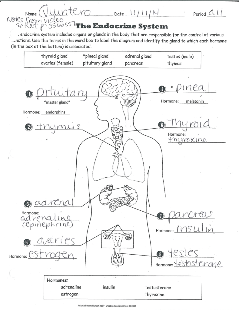 35 Hormones And The Endocrine System Worksheet Answers Worksheet 