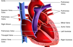 35 Label The Heart Diagram Worksheet Answers Labels Design Ideas 2020