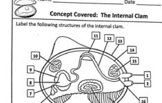 35 Label The Internal Structures Of The Clam Labels For You
