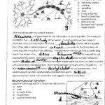 35 Label The Neuron Worksheet Answers Labels For Your Ideas