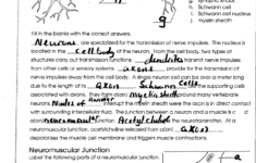 35 Label The Neuron Worksheet Answers Labels For Your Ideas