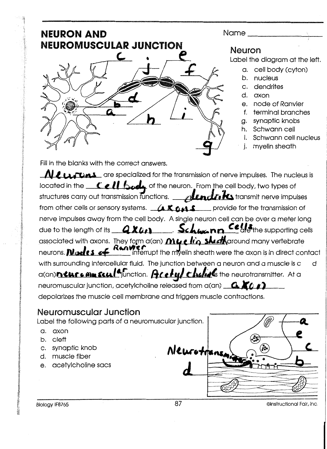 Label The Neuron Worksheet Answers