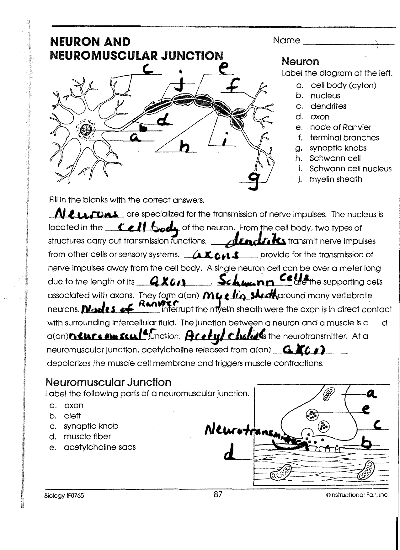 Anatomy And Physiology Of The Neuron Review Worksheet Answers Anatomy 