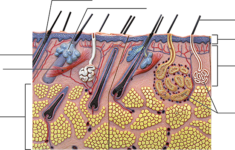 35 Label The Structures Of The Integument Labels 2021