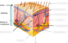 35 Label The Structures Of The Integument Labels 2021