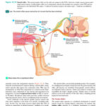 36 Best Chapter 13 The Spinal Cord And Spinal Nerves Images On