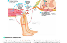 36 Best Chapter 13 The Spinal Cord And Spinal Nerves Images On