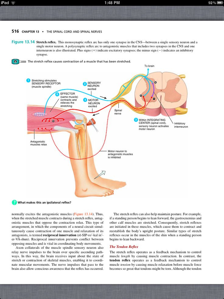 36 Best Chapter 13 The Spinal Cord And Spinal Nerves Images On 