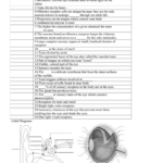 38 Chapter 10 Special Senses Worksheet Answers Combining Like Terms