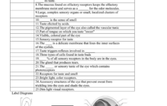 38 Chapter 10 Special Senses Worksheet Answers Combining Like Terms