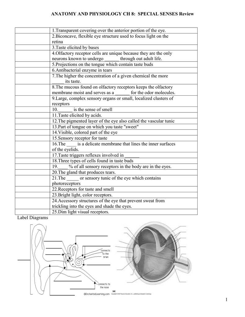 38 Chapter 10 Special Senses Worksheet Answers Combining Like Terms 