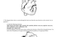 4 Heart Worksheet