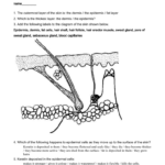 4 The Anatomy And Physiology Skin Worksheet