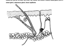 4 The Anatomy And Physiology Skin Worksheet