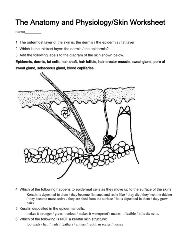 The Anatomy And Physiology Skin Worksheet Answers Anatomy Worksheets