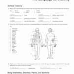 50 Anatomical Terms Worksheet Answers Chessmuseum Template Library