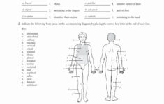 50 Anatomical Terms Worksheet Answers Chessmuseum Template Library