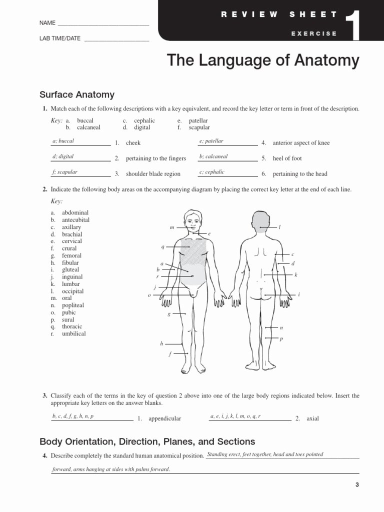 Knee Anatomy Worksheet Answers Anatomy Worksheets