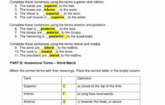 50 Anatomical Terms Worksheet Answers In 2020 Anatomical Anatomy And