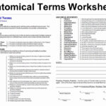 50 Anatomical Terms Worksheet Answers In 2020 Anatomy And Physiology