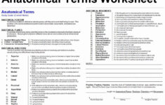 50 Anatomical Terms Worksheet Answers In 2020 Anatomy And Physiology