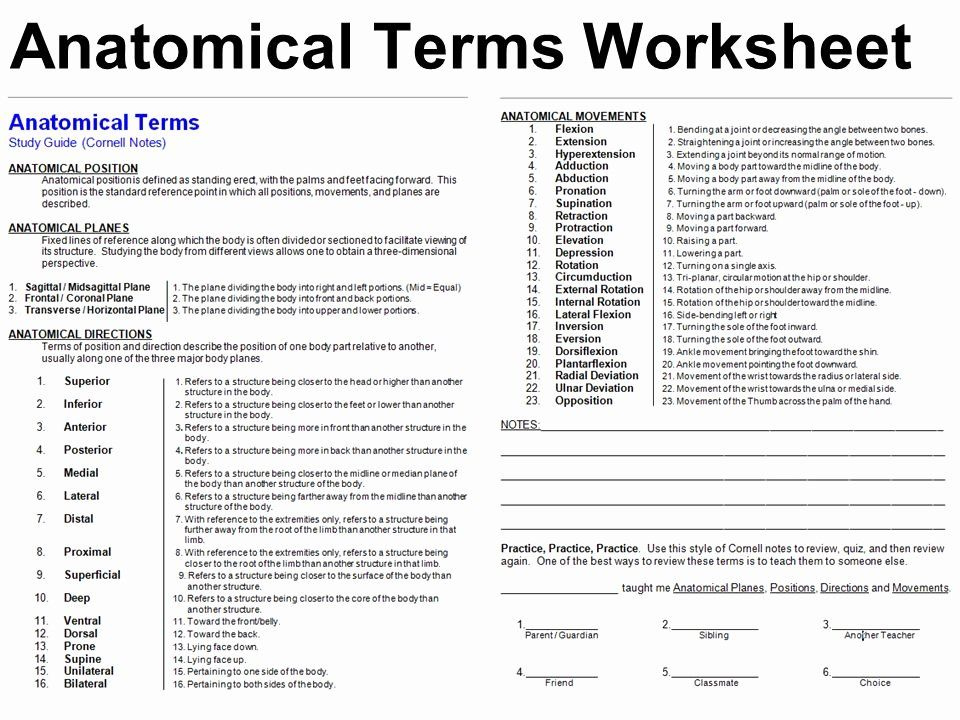 50 Anatomical Terms Worksheet Answers In 2020 Anatomy And Physiology 