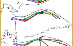 6 Comparative Anatomy Worksheet FabTemplatez