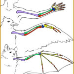 6 Comparative Anatomy Worksheet FabTemplatez