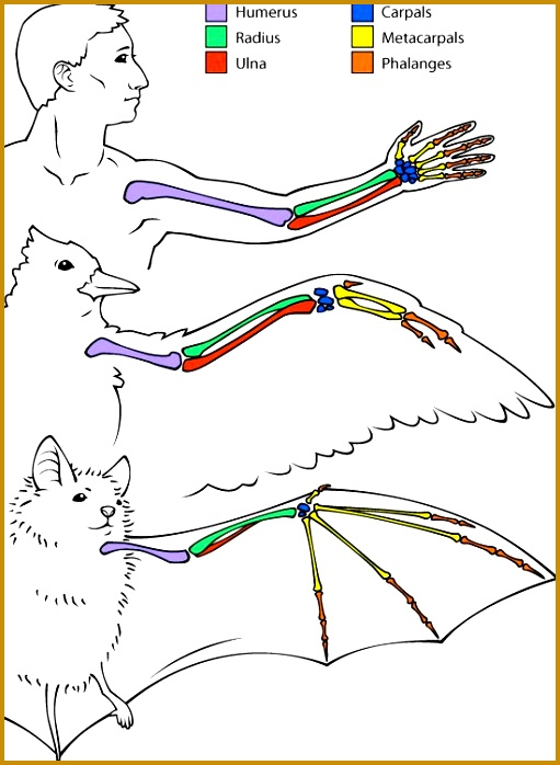 6 Comparative Anatomy Worksheet FabTemplatez