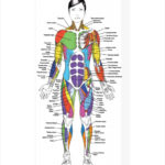 7 Muscle Chart Templates To Free Download Sample Templates