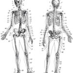 7 Vintage Anatomy Skeleton Images The Graphics Fairy