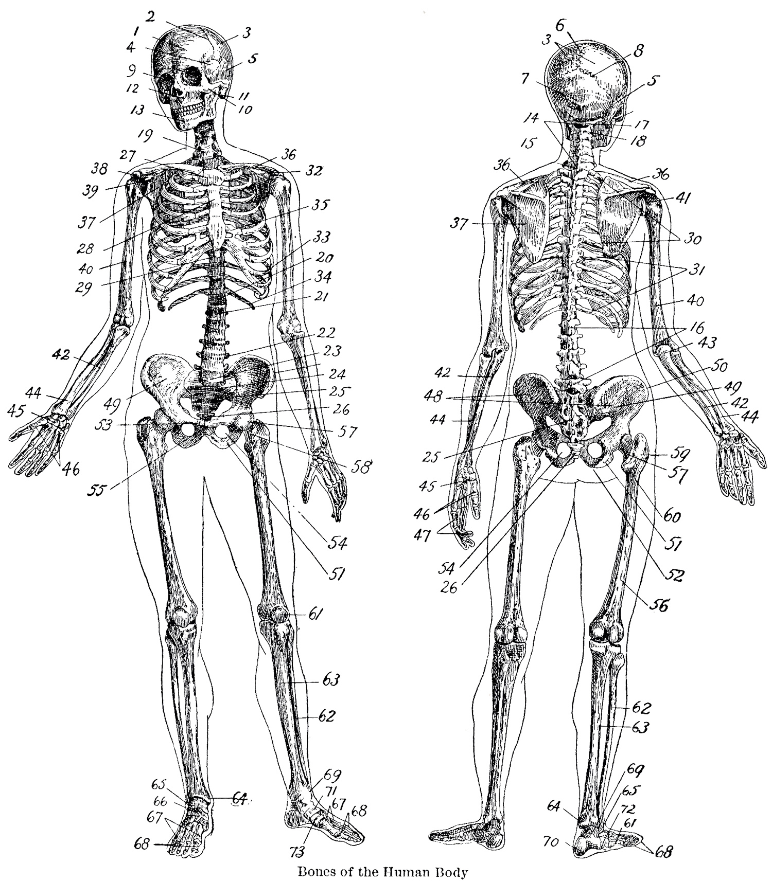 7 Vintage Anatomy Skeleton Images The Graphics Fairy
