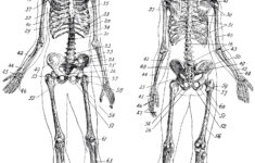 7 Vintage Anatomy Skeleton Images The Graphics Fairy